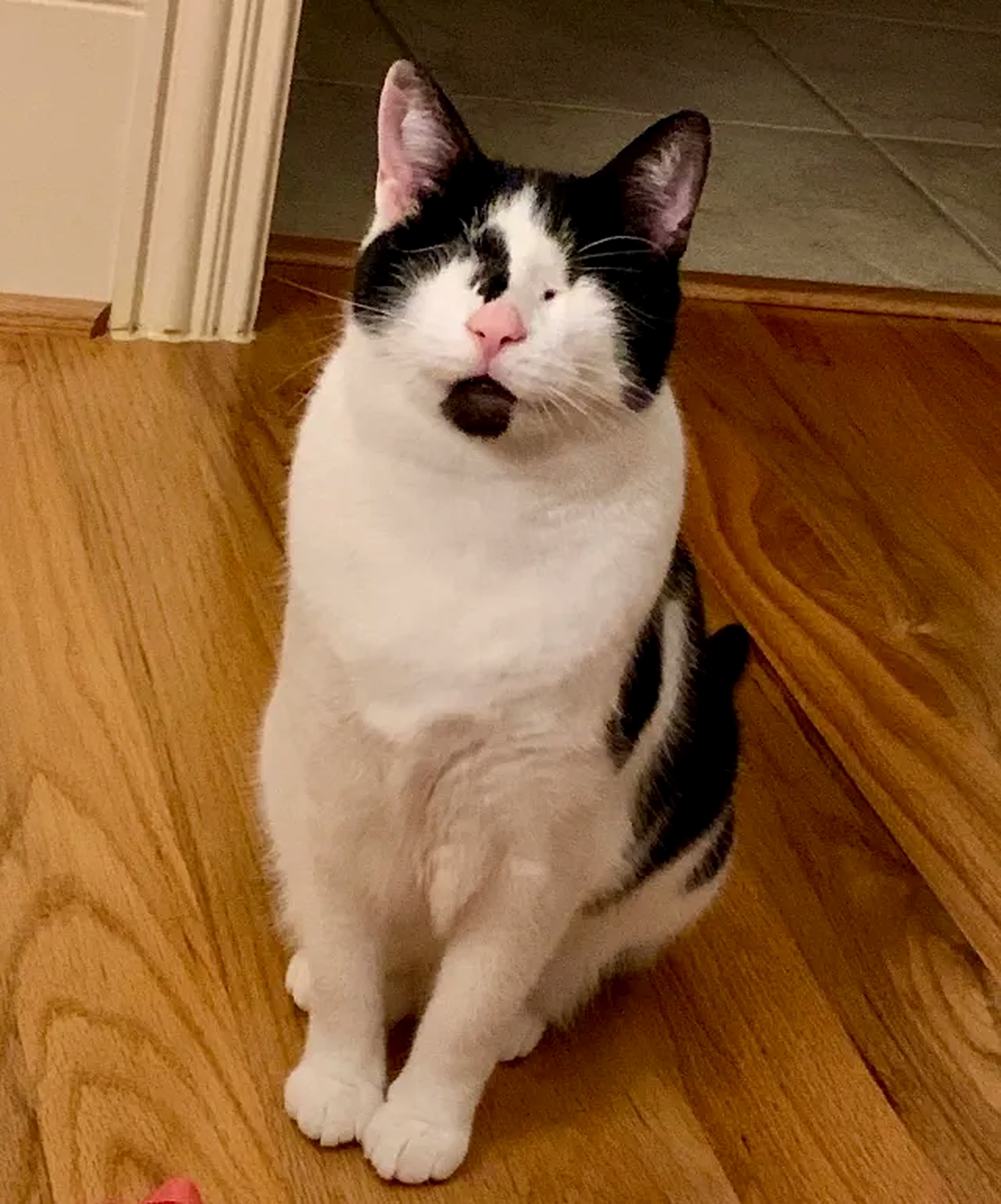Lily, the blind tuxedo cat, sitting on a wood floor